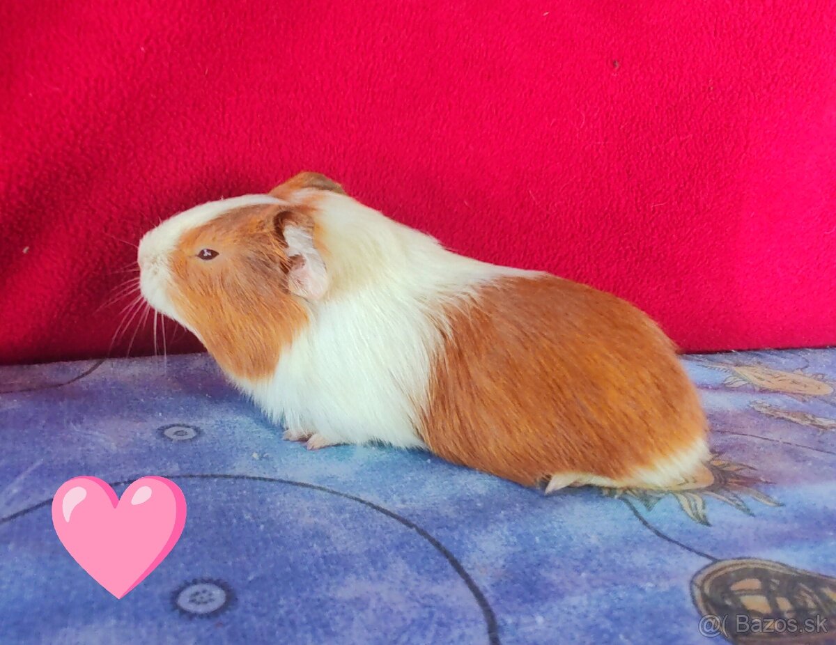 Morské prasiatka, morčatá 🐹 - 3