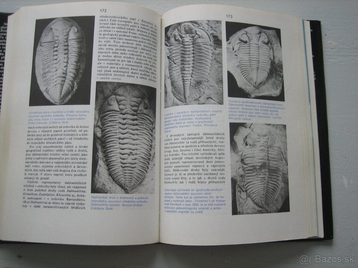 Skameneliny fosílie. - 3