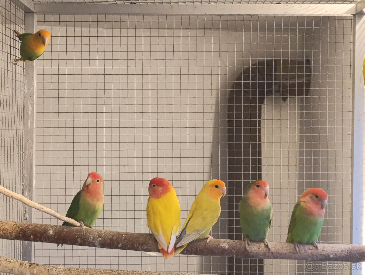 Agapornis ružovohrdlý. - 3