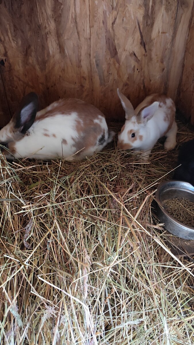Predám králiky - 3