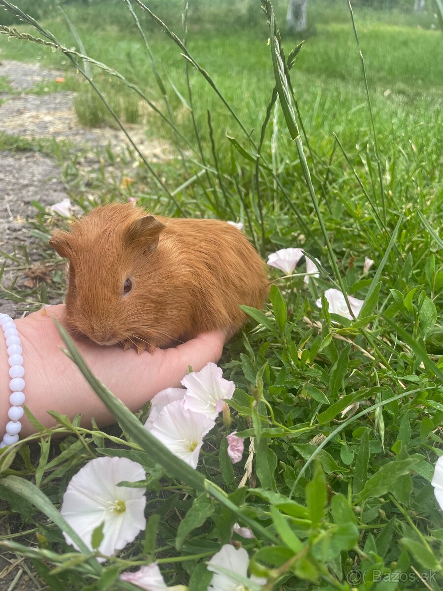 Predám morské prasiatka 🐹 - 3