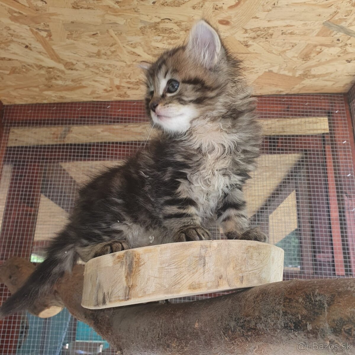 Ponukam maciatka - 3