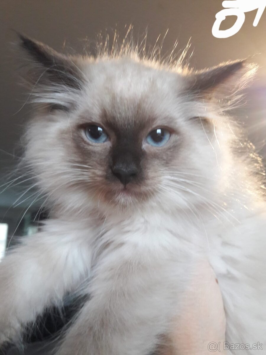 Mačiatka Ragdoll - 3