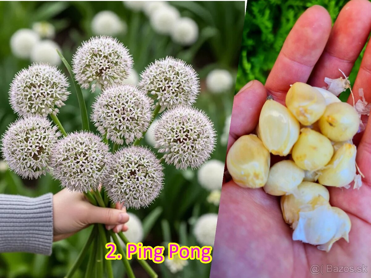 Okrasný cesnak 13 druhov od 0.15€ - 3