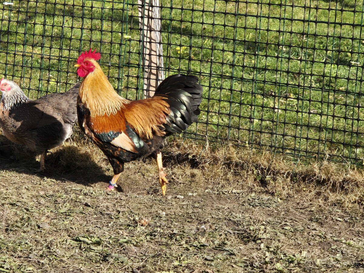 Zdrobnela velsumka - 3