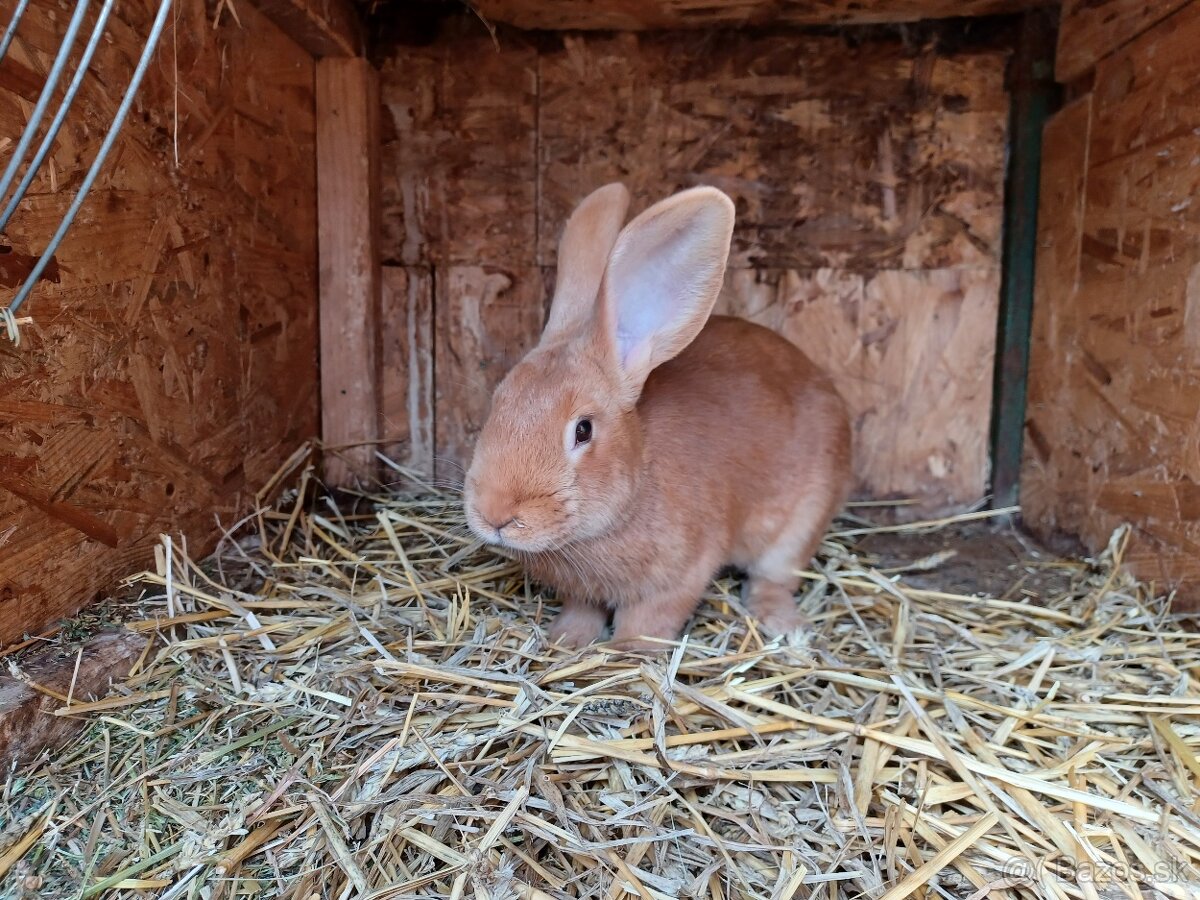 Burgundsky kralik - 3