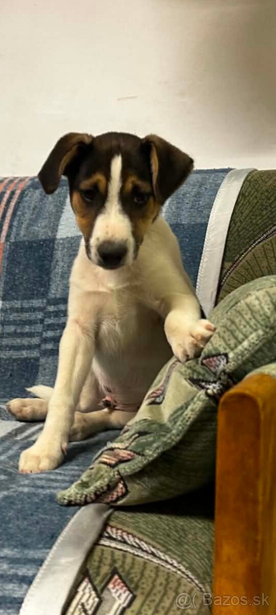 Jack russel terier - 3