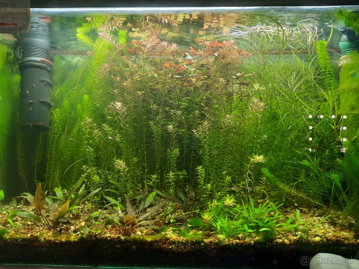 Akvarijne rastliny 5druhov - 3