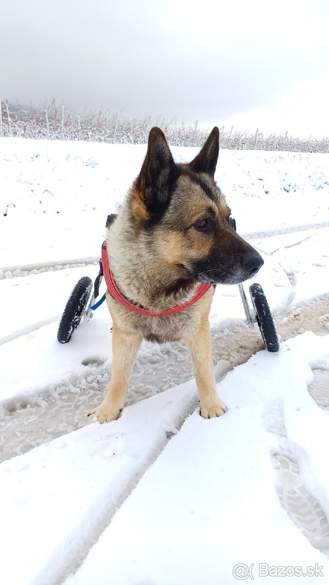 Invalidný vozík pre psíka WalkinPets - 3