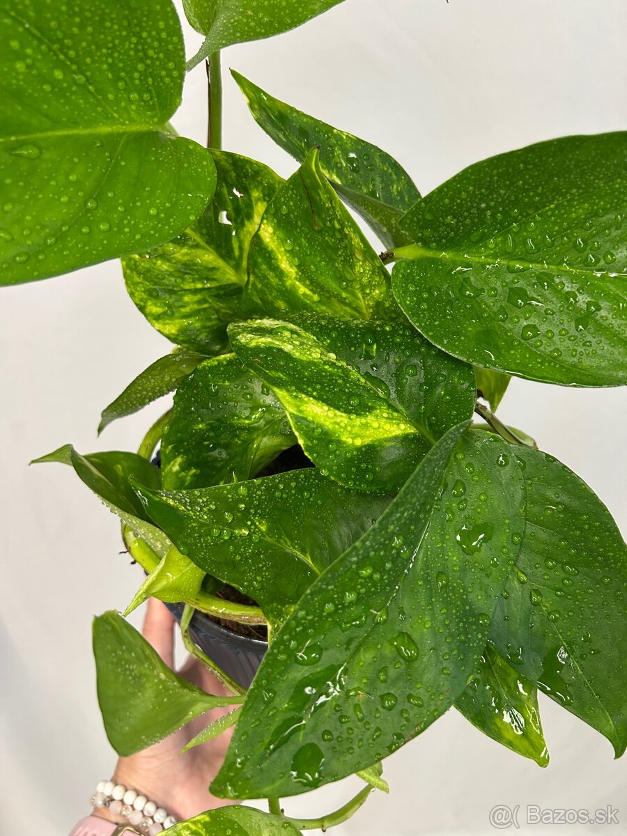 Epipremnum aureum ‚Hicolor‘ - 3