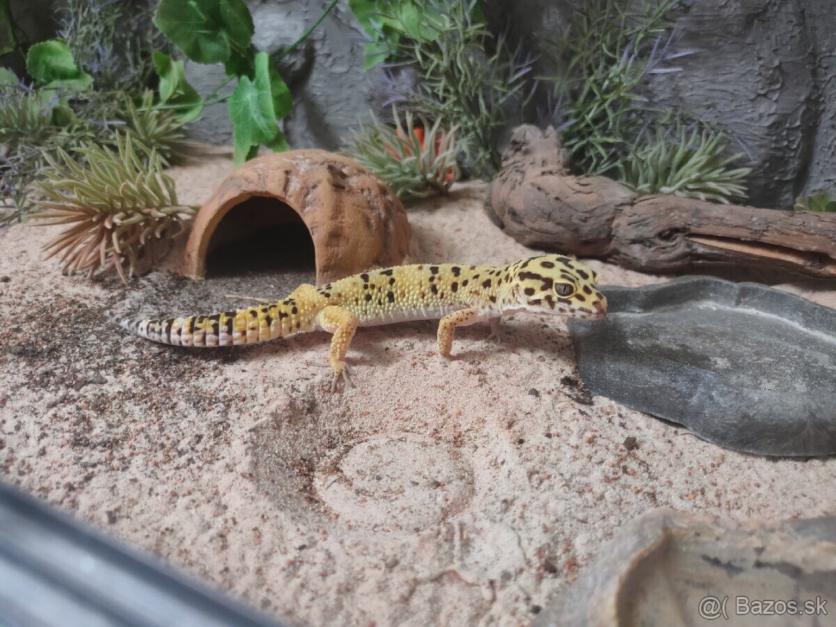 Veľké zariadené terárum pre gekončíka (120 x 50 x 50cm ) - 3