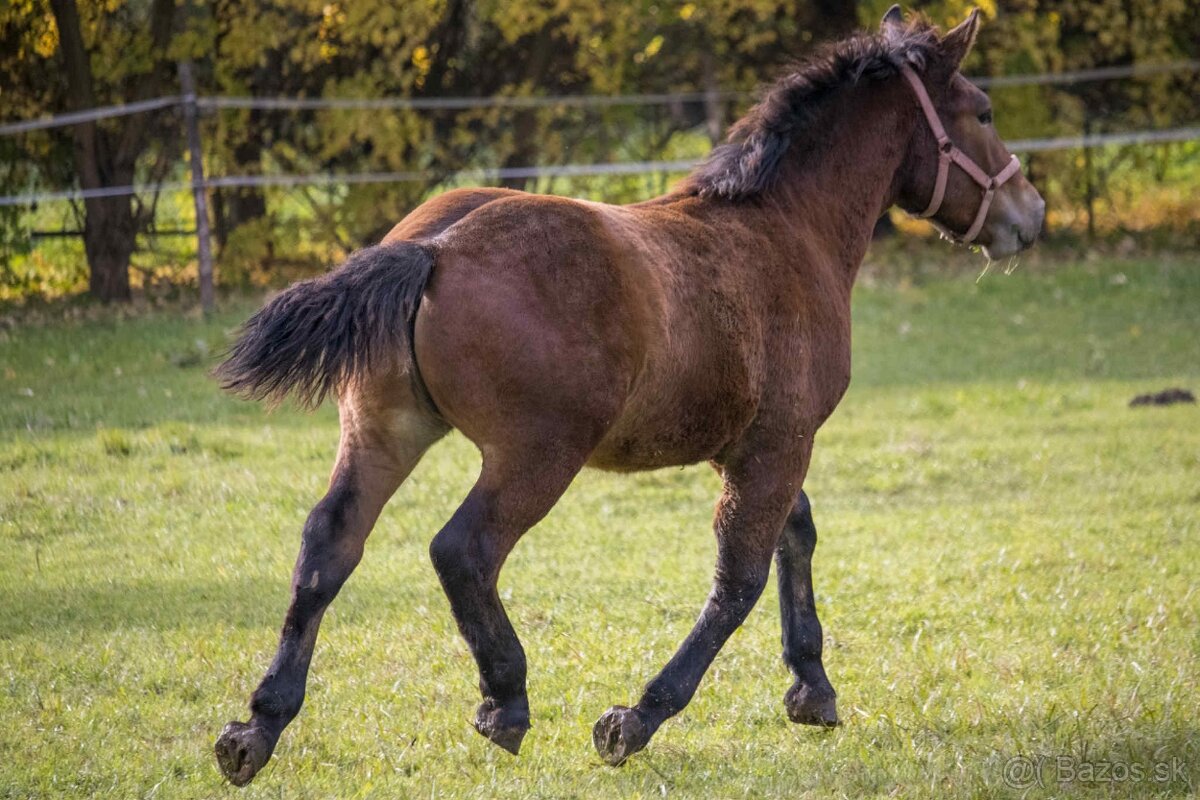 Predam žrebca - 3