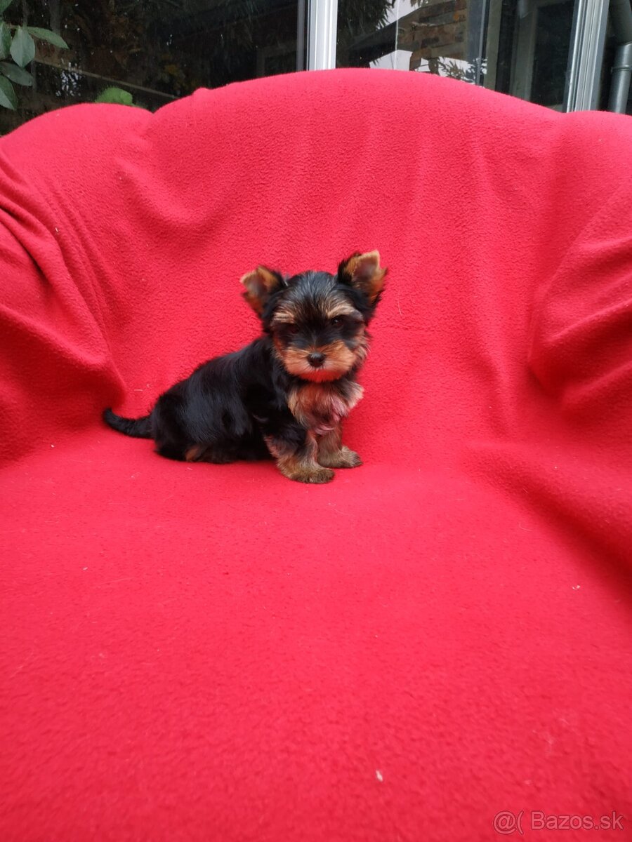 Yorkshirsky terier - 3