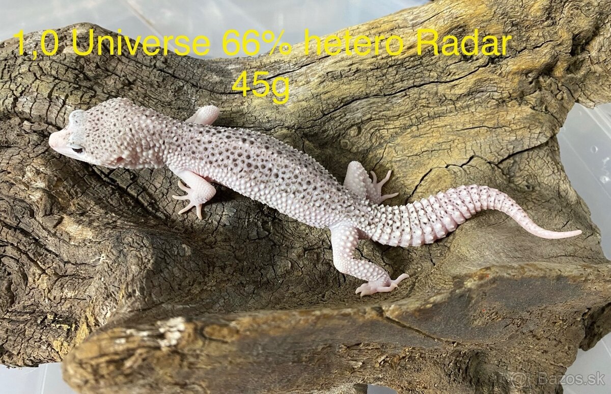 Gekončík nočný - 3