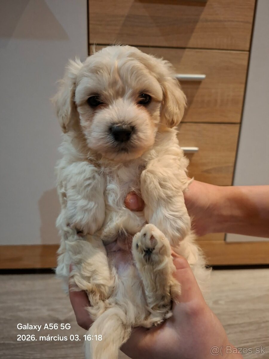 Maltézske šteniatka - 3