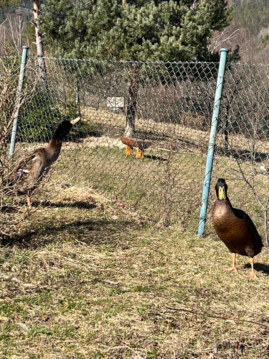 Káčer hľadá ženu - 3