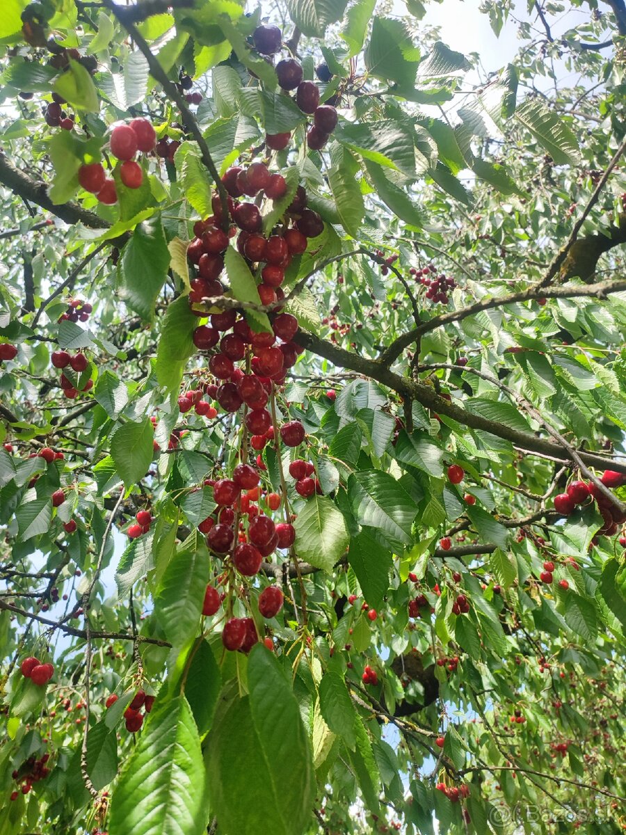 čerešne predaj - 3