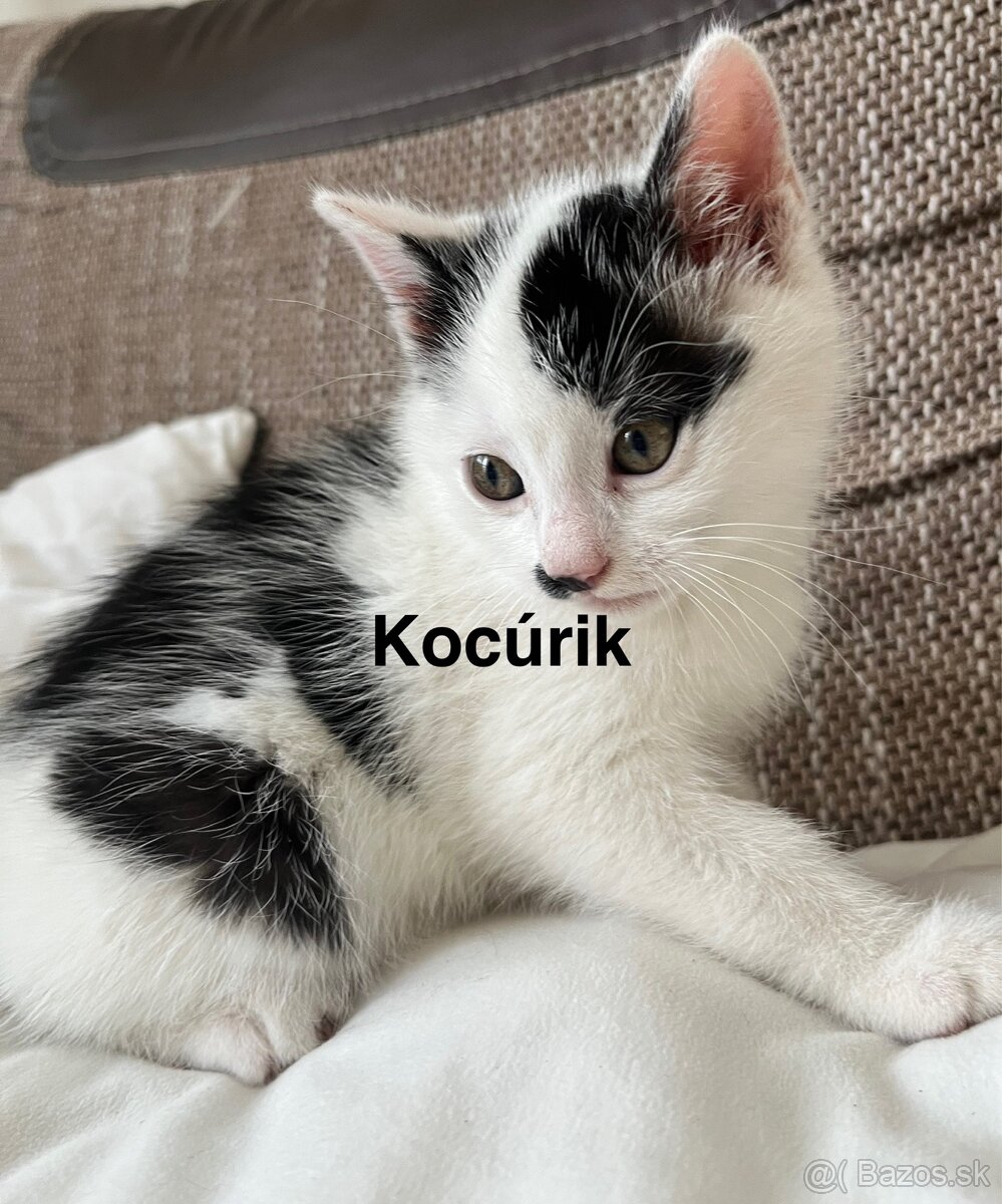 Darujem 3 mačiatka - 3