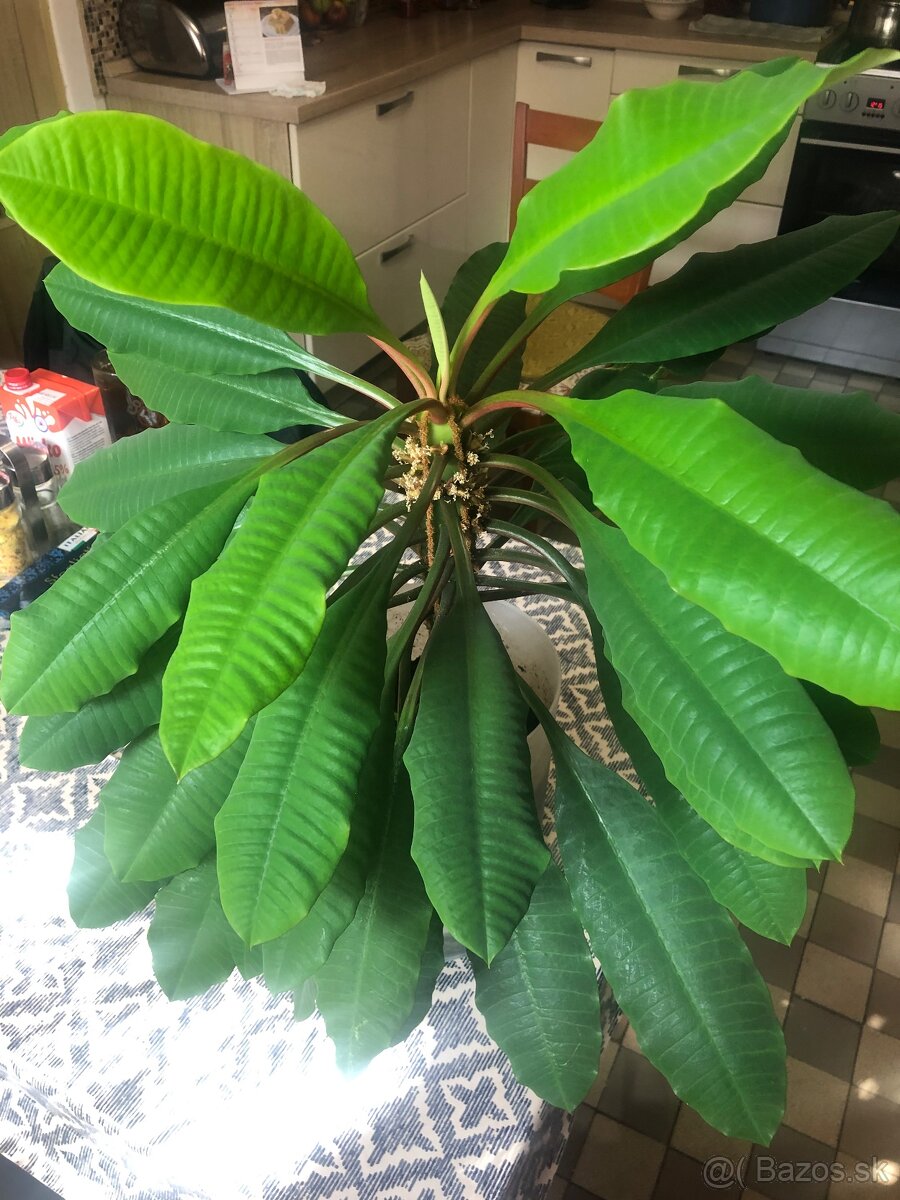 Euphorbia leuconeura - 3