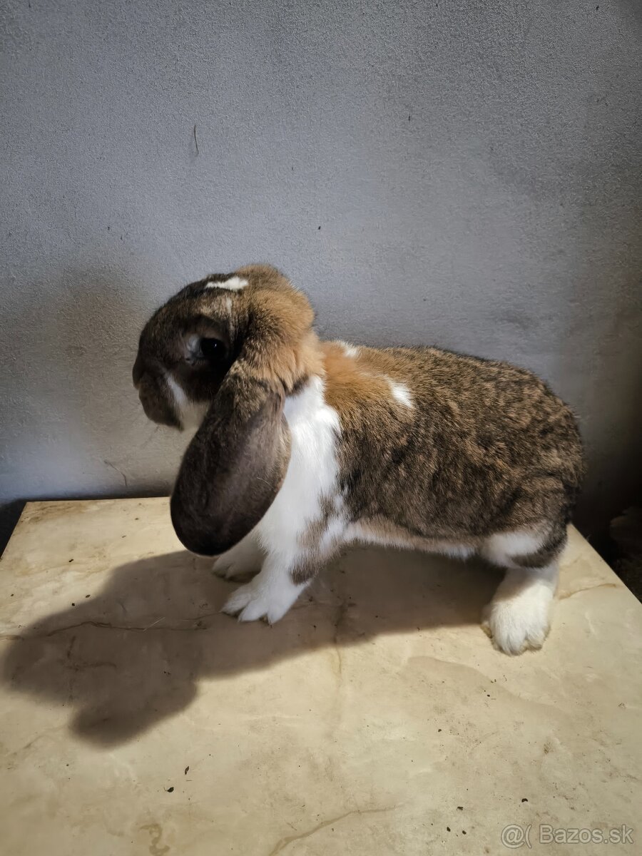 Francúzsky baran - 3