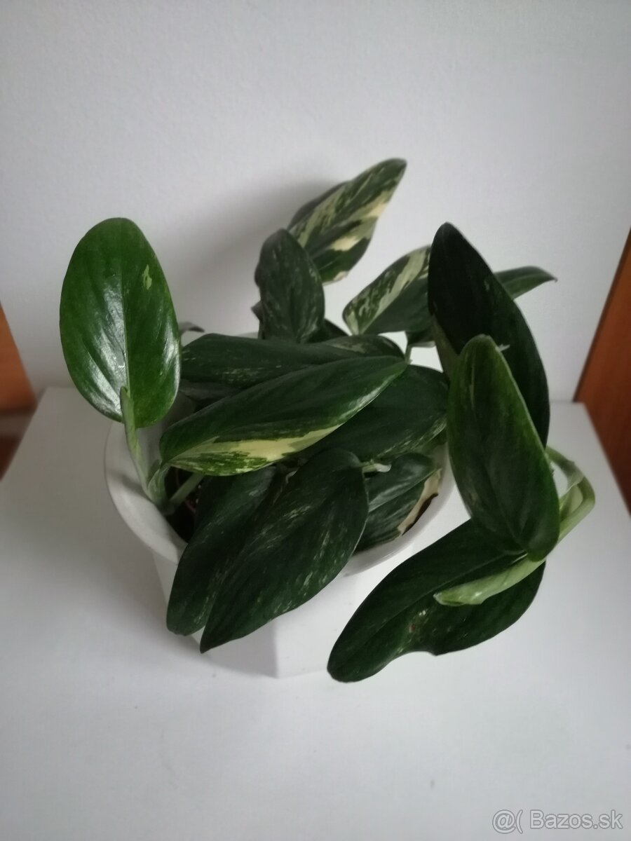 Monstera Lechleriana variegata, krasna rastlinka. - 3
