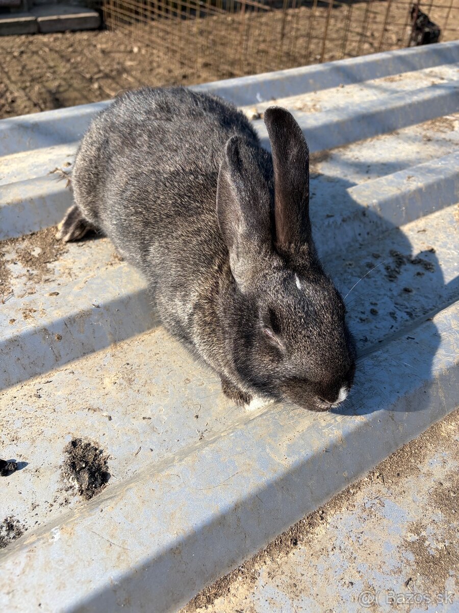 Predám králika - 3