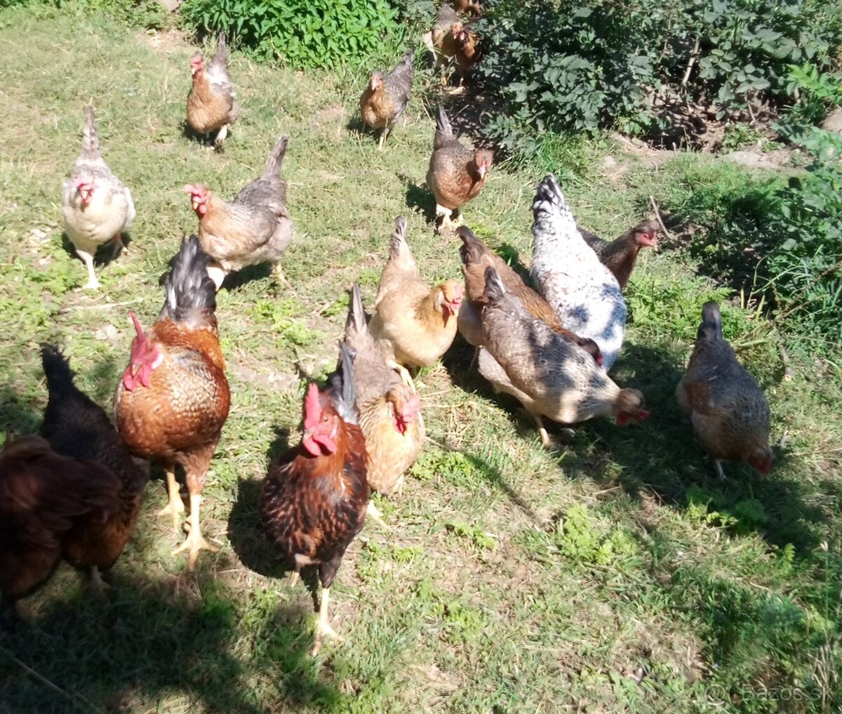 Nv zelené green shell - 3