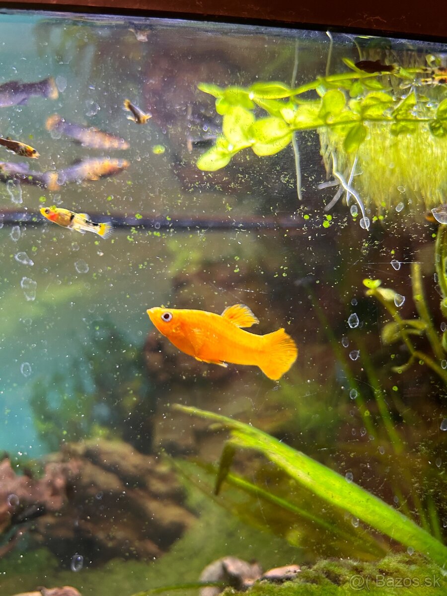 Darujem živorodky - 3