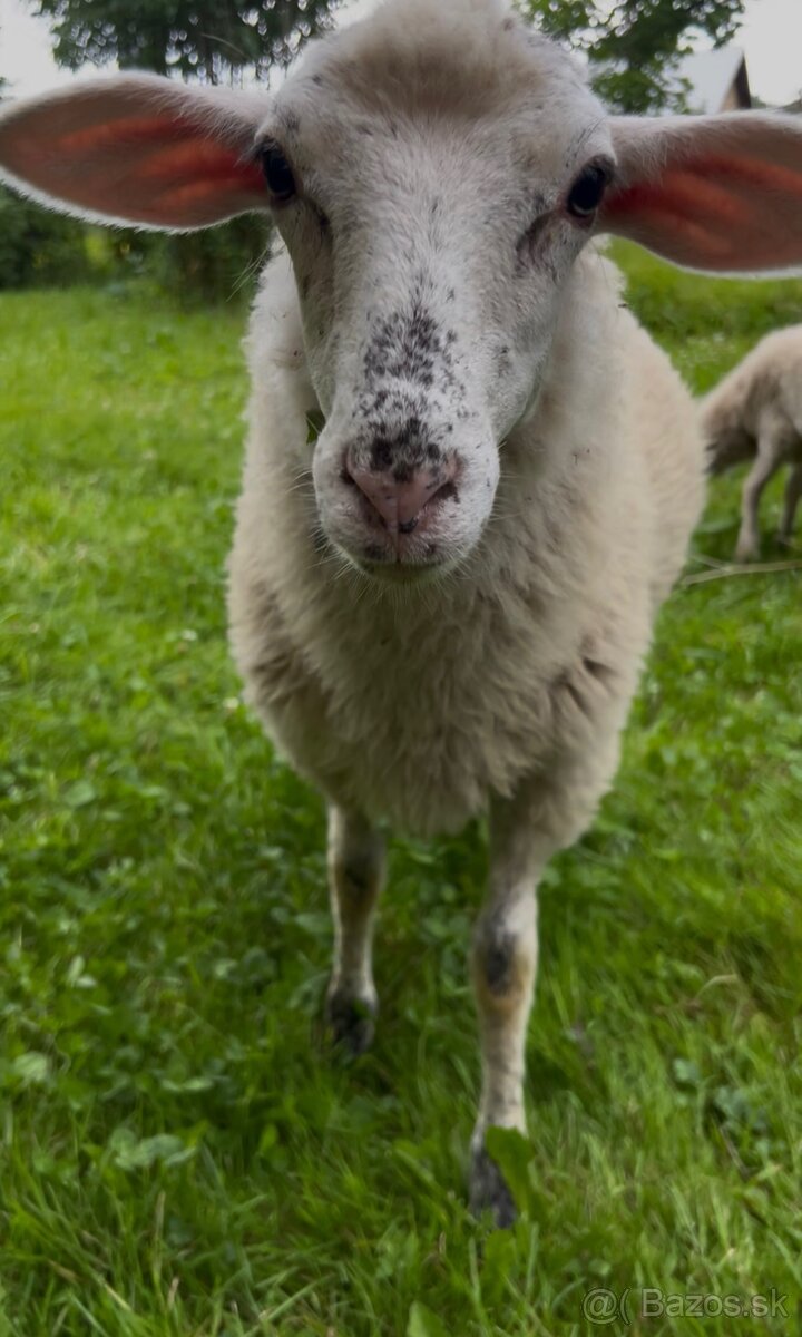 Ovce ( ovečka a baran ) na predaj - 3