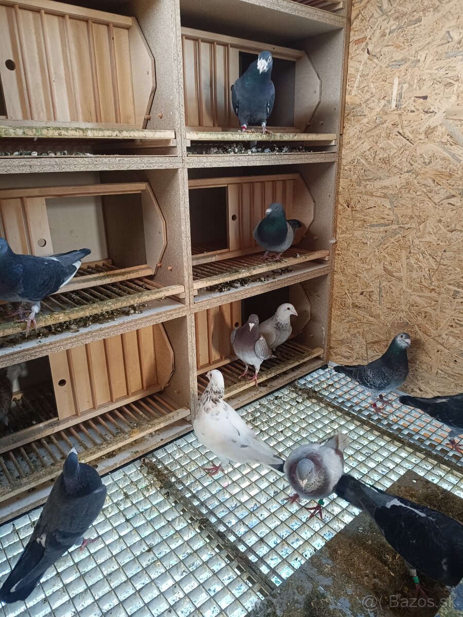Predám poštové holuby - 3