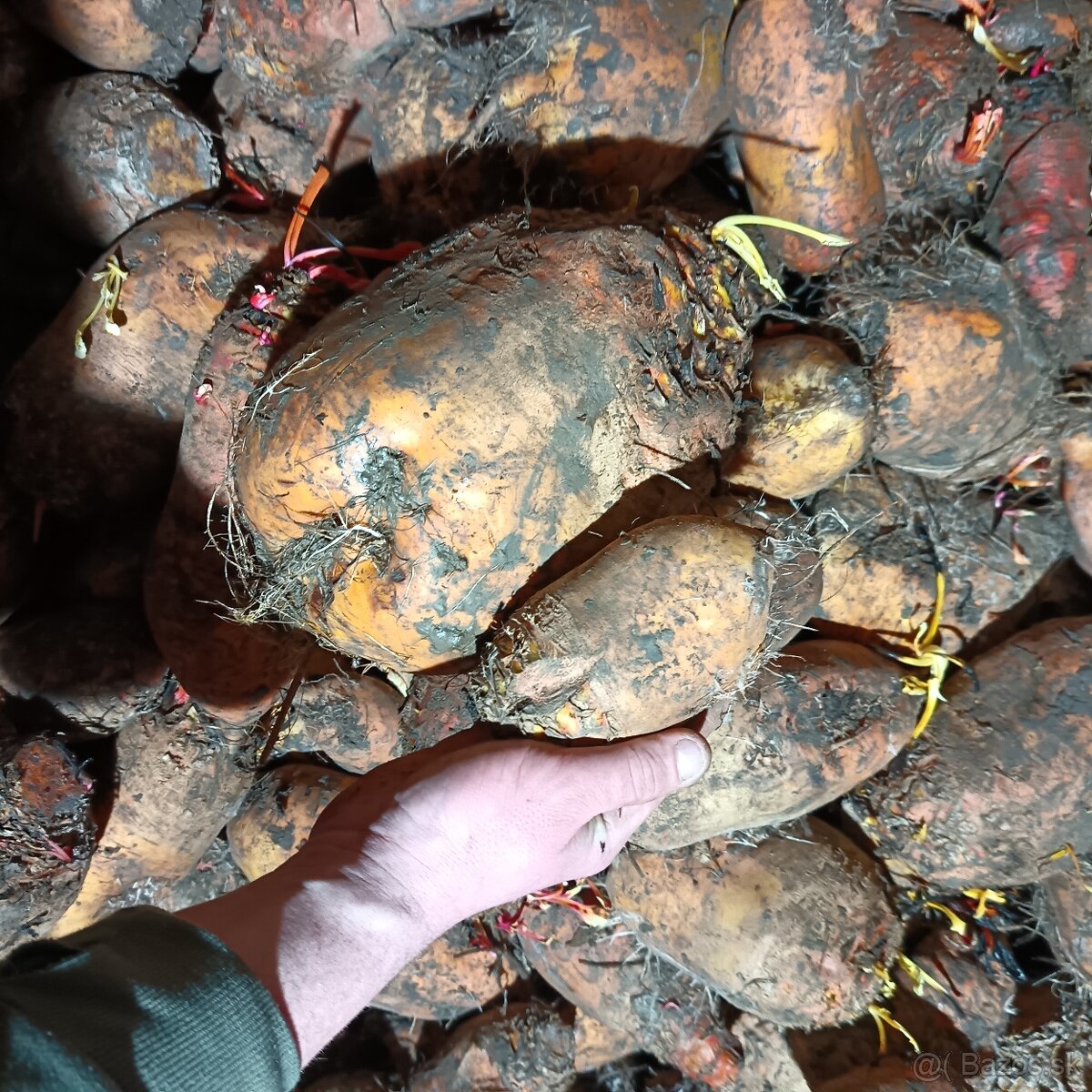 Predám krmnu repu - 3