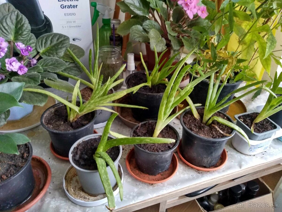 Aloe vera - 3