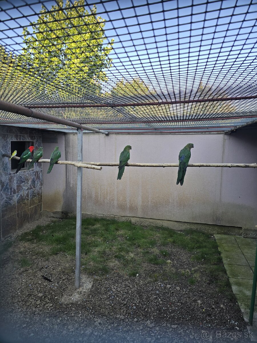 Papagáj kráľovský. - 3