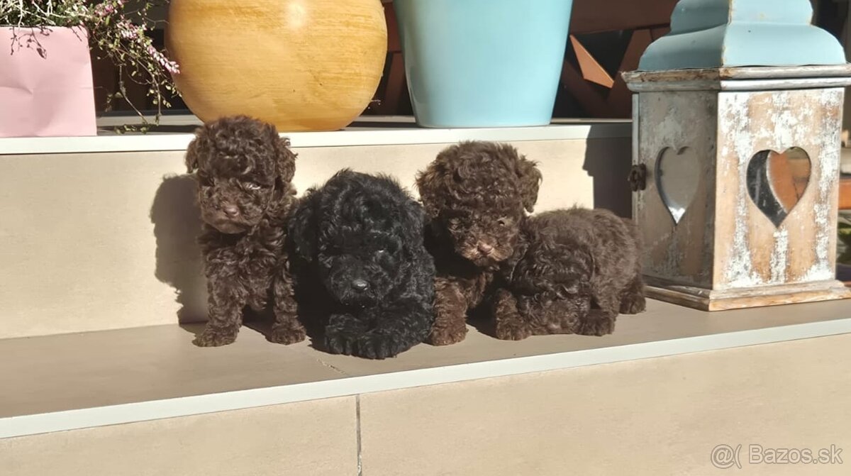 Pudel Toy Pudel pudlík - 3