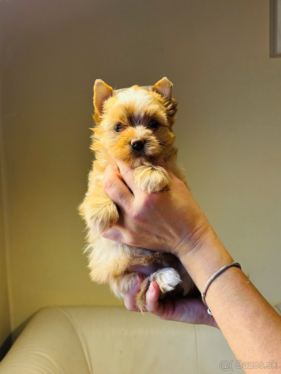 Golddust s PP, Yorkshire s PP, York - 3