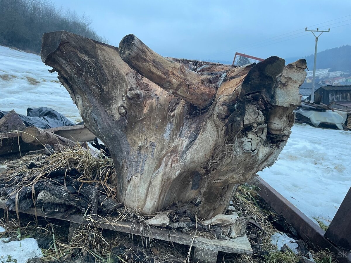 Orechový koreň - 3