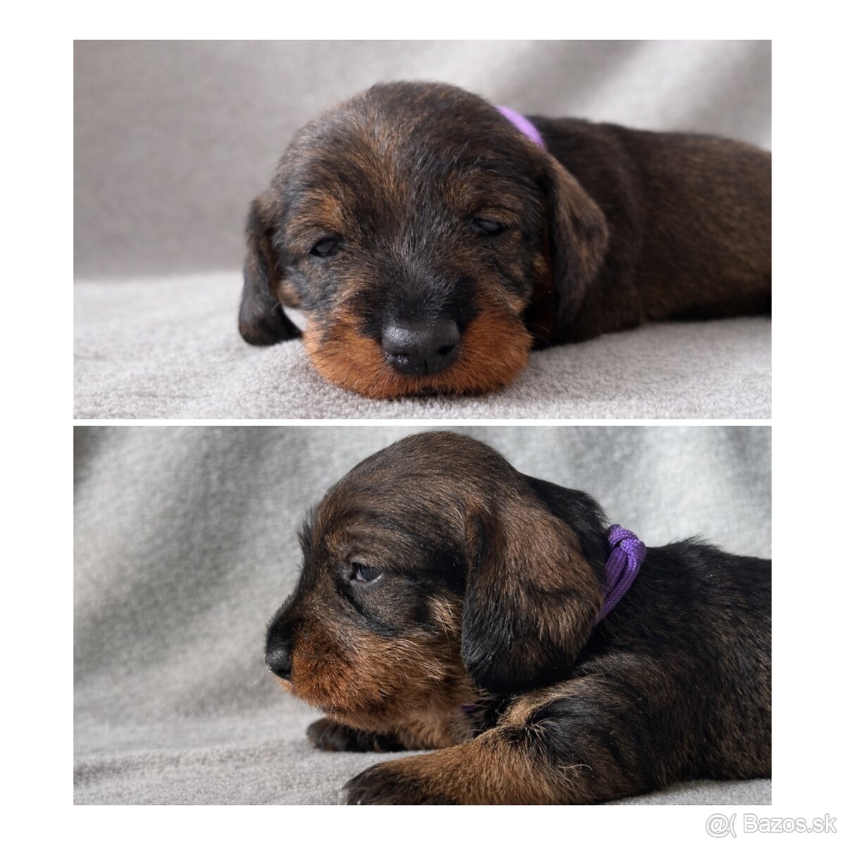 Jazvečík hrubosrstý s PP - 3