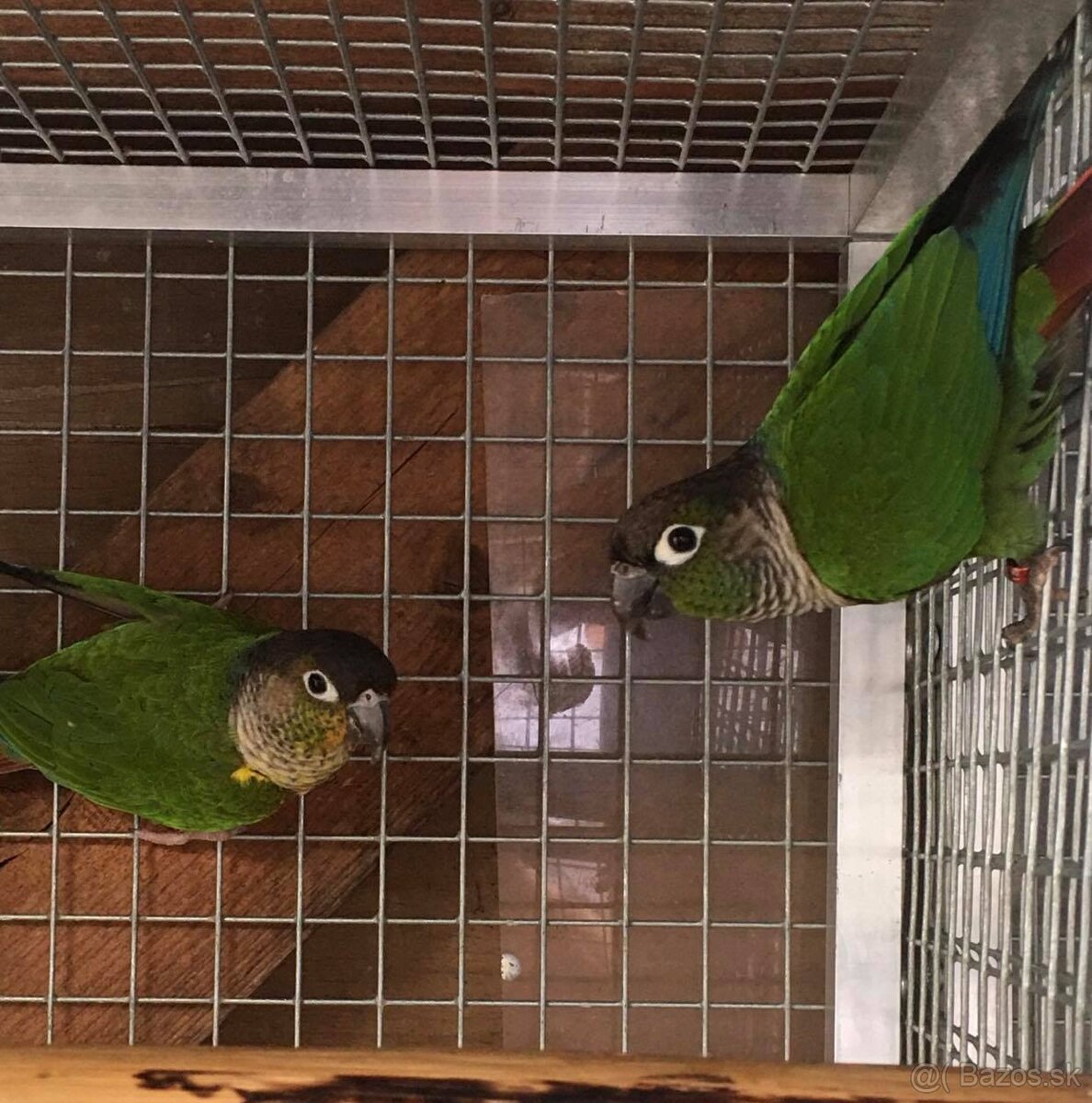 Pyrura zelenolíca - 3