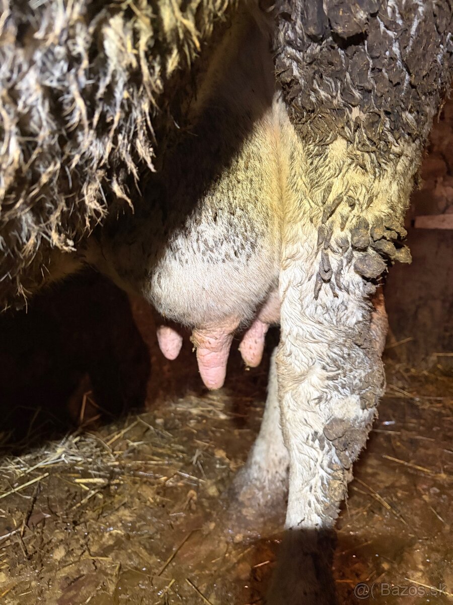 Predám kravu po otelení - 3