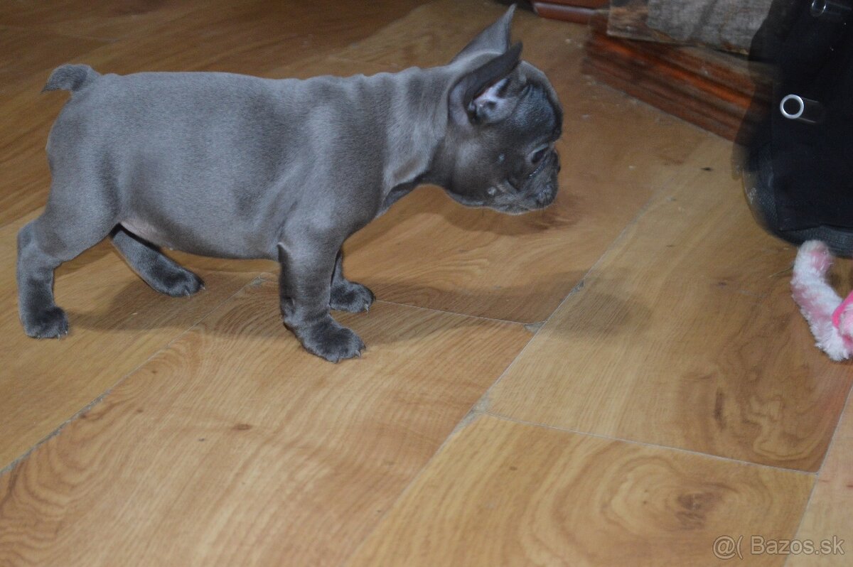 francuzsky buldocek - 3