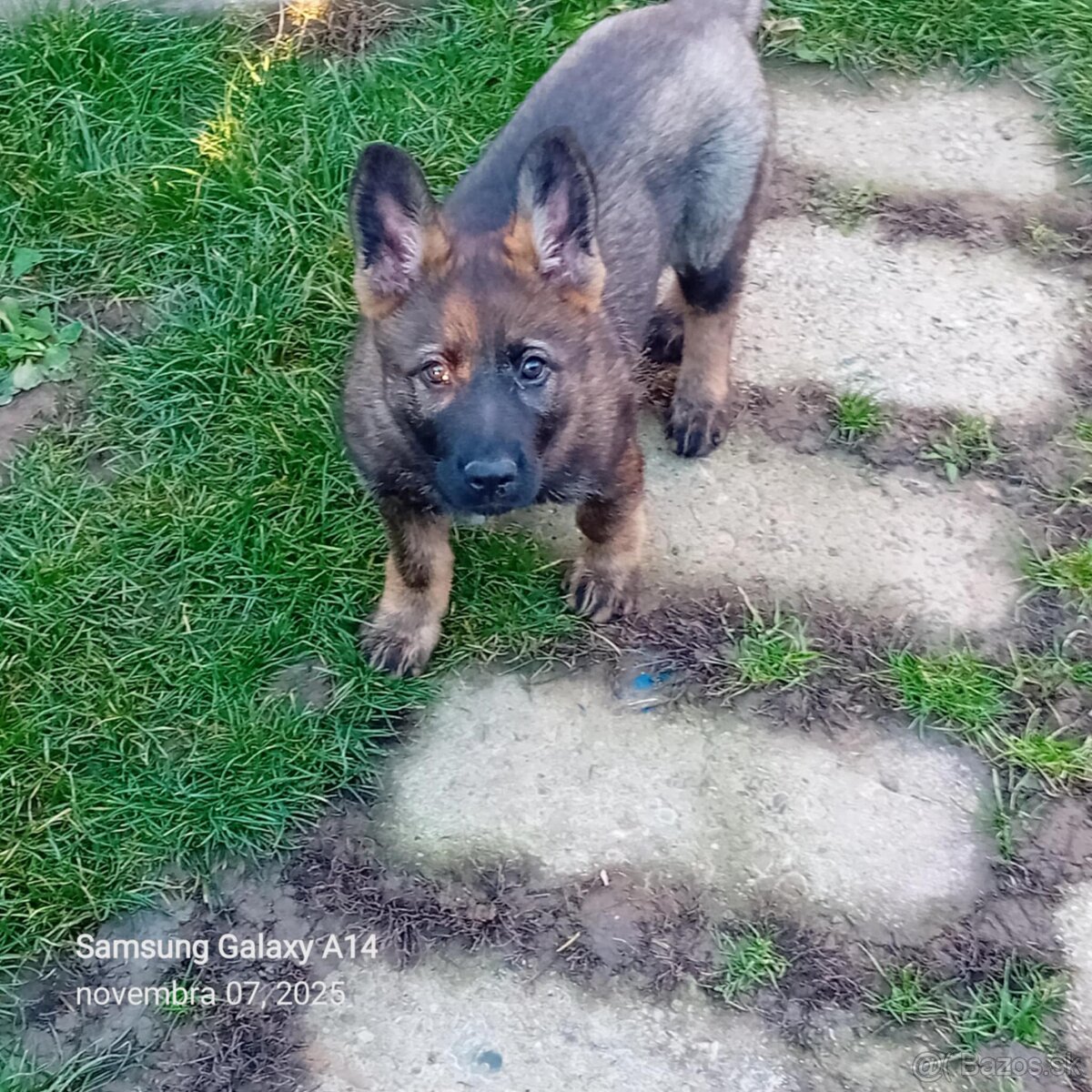 Nemecký ovčiak - 3