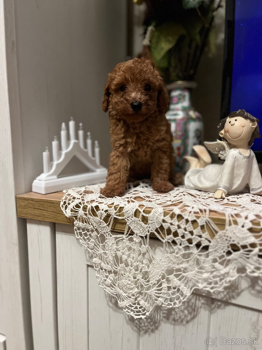 Pudel toy Red ultra mini - 3