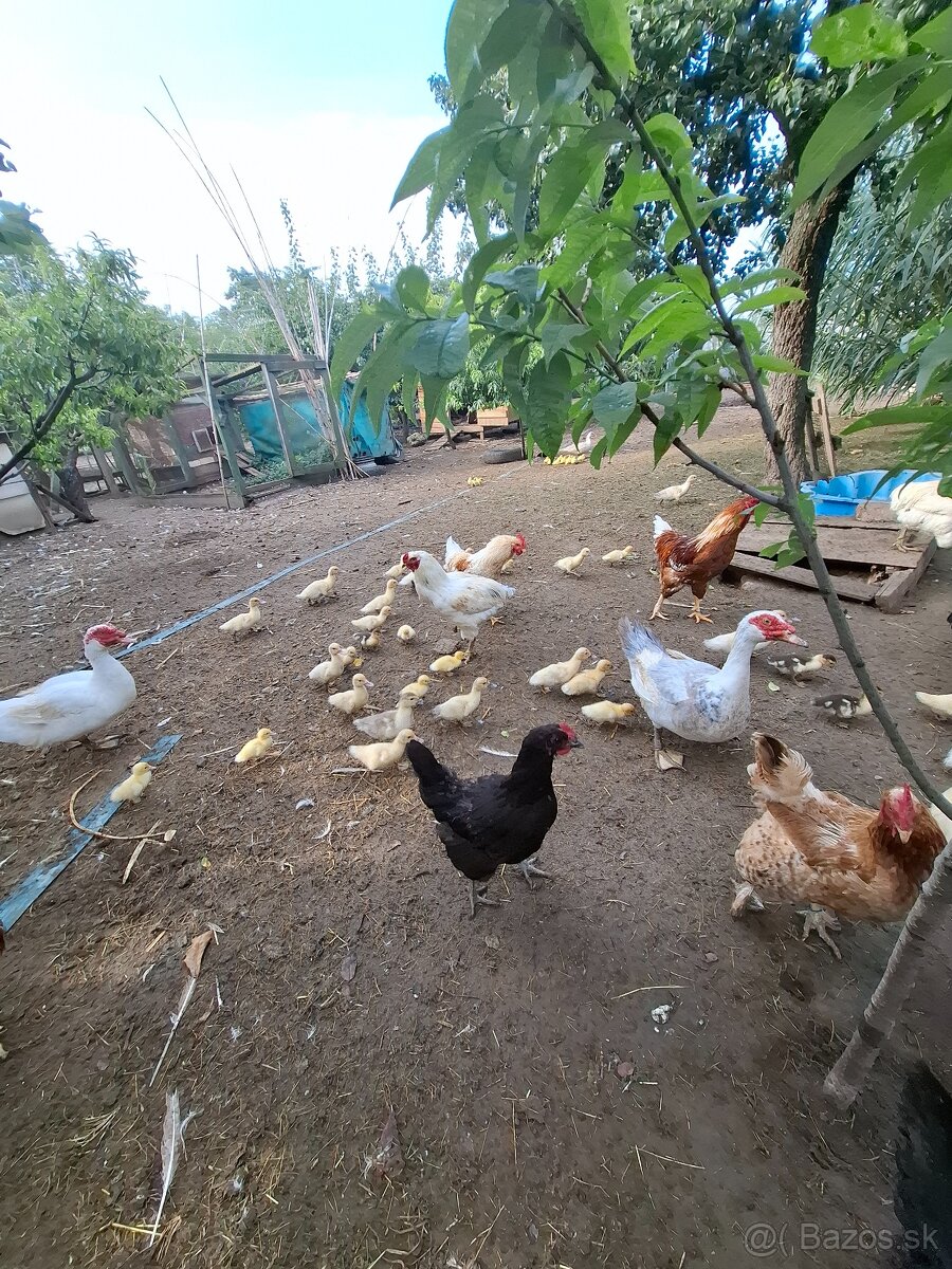 Kačice čínske-pižmové - 3