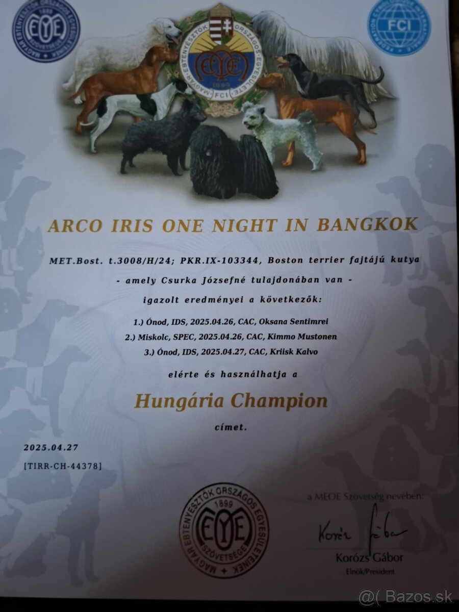 Boston,Bostonský teriér,Boston Terrier s PP - krytie - 3