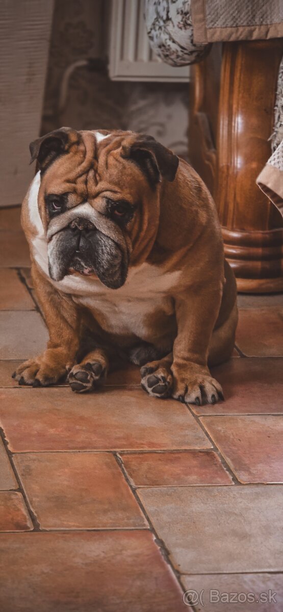 Krásny Anglický Bulldog hľadá fenku - 3