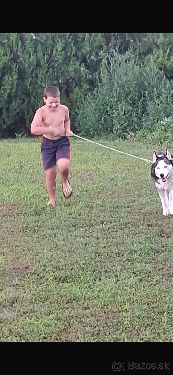Husky - 3