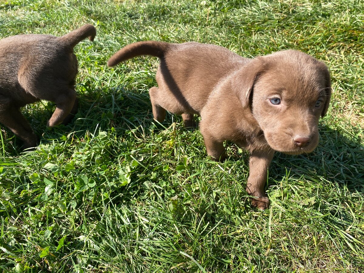Labrador šteniatka - 3
