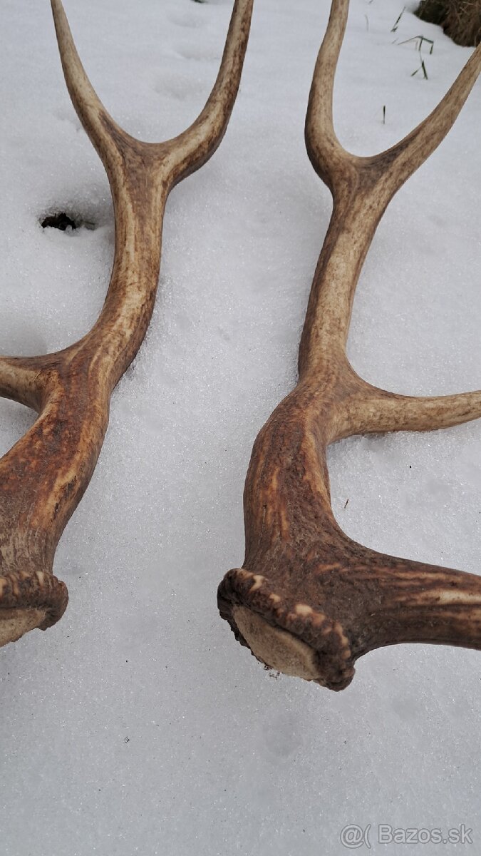 Predam jelenie zhody, parohy - 3