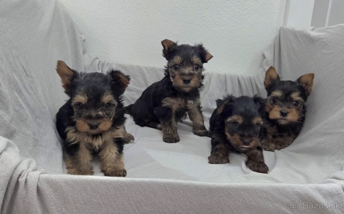 Yorkshirsky terier - 3