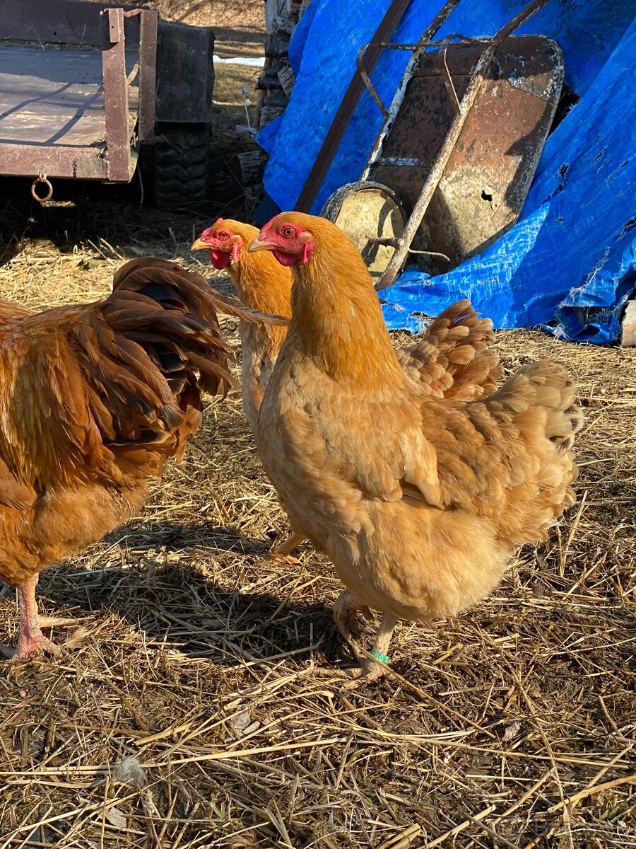 Oravka žltohnedá- násadové vajíčka - 3